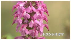 レブンシオガマ