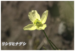 リシリヒナゲシ