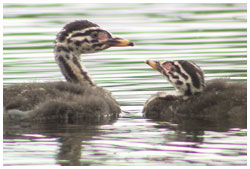 アカエリカイツブリの幼鳥１