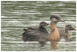 アカエリカイツブリの幼鳥２