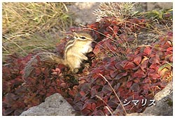 シマリス