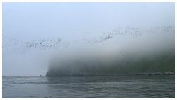 旅鳥の大群