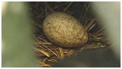 エトピリカの卵