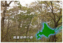 風蓮湖畔の森