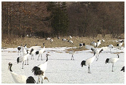 タンチョウの聖域・鶴居村