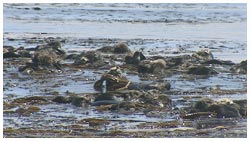 ラッコの群れ・プティチィ島