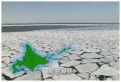 根室海峡に沿岸氷