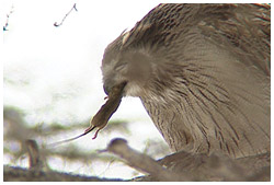 シマフクロウ･鼠捕食