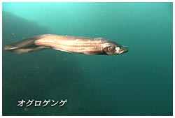 オグロゲンゲ