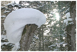 冠雪