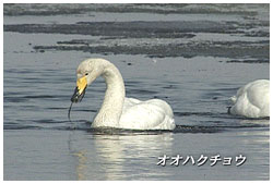 オオハクチョウ