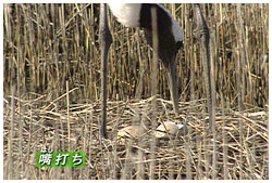 タンチョウの嘴打ち