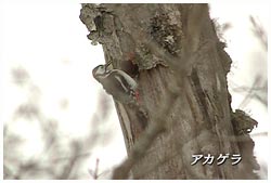 アカゲラ