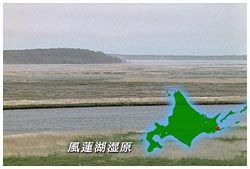 風蓮湖湿原