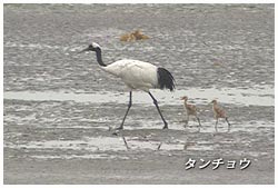 タンチョウの親子