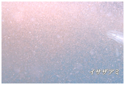 イサザアミ