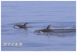 カマイルカ