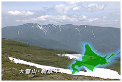 大雪山･駒草平