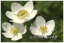 エゾノハクサンイチゲ 