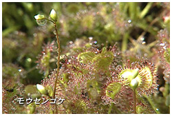 大雪山･駒草平