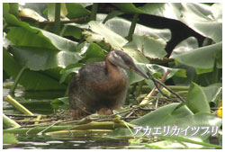 アカエリカイツブリ