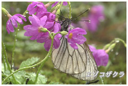 エゾコザクラ･蝶