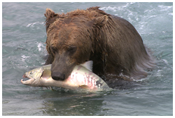 ヒグマ・サケ捕獲