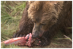 ヒグマ・サケ食べる