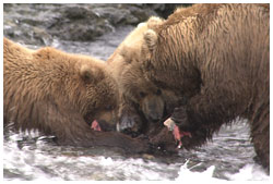 ヒグマの母子･サケ捕食