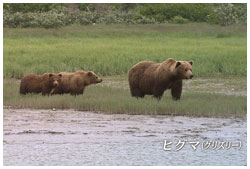 ヒグマ・グリズリー