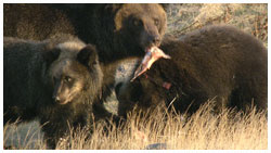 ヒグマのサケ捕食　１