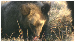 ヒグマのサケ捕食　２