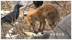 キタキツネ･サケ食べる