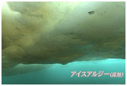 アイスアルジー