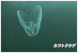 カブトクラゲ