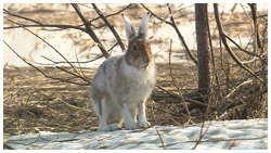 エゾユキウサギ・毛変わり