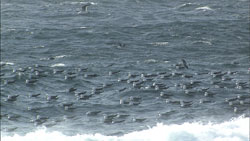 ウミネコの群れ・海上