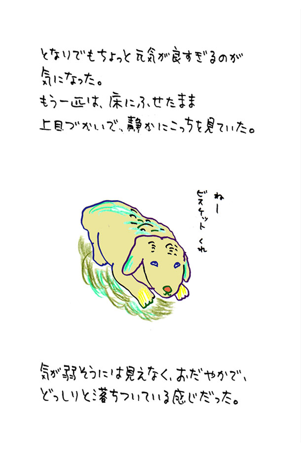 クジライラスト