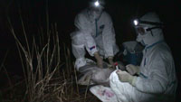 高病原性鳥インフルエンザに感染したとみられる野生のオオハクチョウを捕獲（北海道）。防護服を着て人間への感染を防ぐ。
