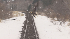 低く飛び立ち、列車へと向かってくるオオワシ