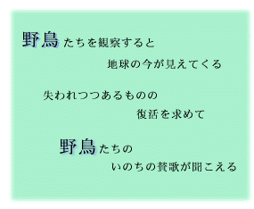 野鳥たちを観察すると　地球の今が見えてくる　失われつつあるものの復活を求めて　野鳥たちのいのちの賛歌が聞こえる