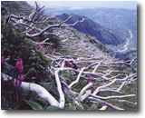 写真：利尻山のお花畑