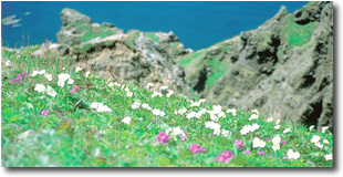 写真：花の浮島・礼文島