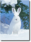 写真：エゾユキウサギ（冬毛）