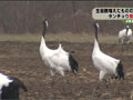 タンチョウの受難・・・保護政策の課題